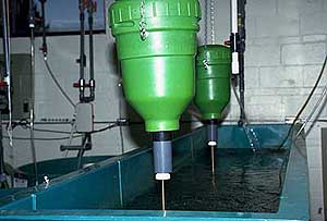 Automatic self-feeding devices over a large fish holding tank in the Denver Aquaculture Facility.