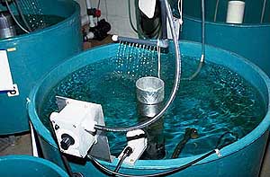 Looking down into one of the fish tanks showing portable electronic tank heater used to regulate water temperature.