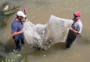 Biologist Dave Moore and Seth Kennedy retrieving a hoop net from the Rio Grande, New Mexico.