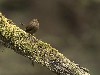 winter wren perched on mossy branch