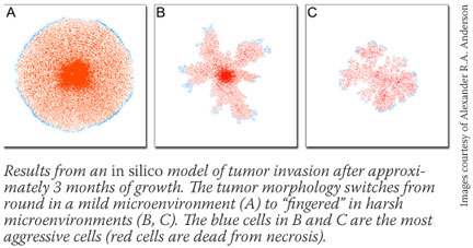 Results from an "in silico" model of tumor invasion after approximately 3 months of growth. The tumor morphology switches from round in a mild microenviornment (A) to "fingered" in harsh microenvironments (B, C). The blue cells in B and C are the most aggressive cells (red cells are dead from necrosis).