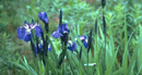 wild iris in bloom with blue to purple petals with white centers, long bright green pointed leaves