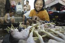 Indonesia bird flu