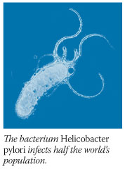 The bacterium Helicobacter pylori infects half the world's population.