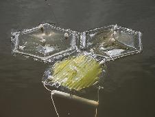 Plastic bags with semi-permeable membranes allow fresh water to flow out into the ocean, while retaining the algae and nutrients.