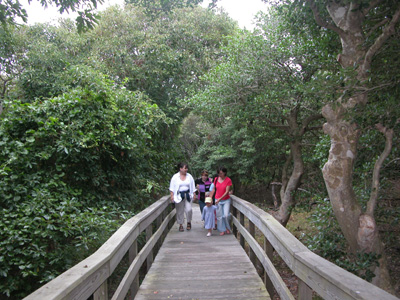 Group on boardwalk emerges from canopy of thick trees.