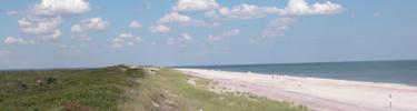 View of beach in front of Fire Island wilderness.