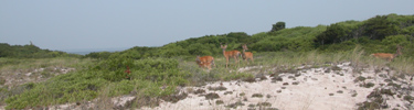 Small herd of deer cross a sparsely vegetated dune.