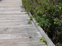 Tiny leaflets of poison ivy sprout up over boardwalk.