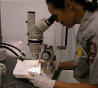 In a lab, a National Park Service biologist sorts insects in a tray under task light beside microscope.