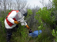 Dressed in protective gear, a biologist collects mosquitoes from a trap in the shrubs.