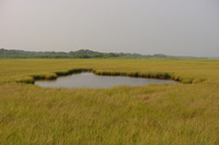 Small pond is located in the middle of a light green salt marsh.