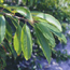 Cluster of leaves on the end of a branch.