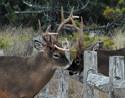 Two bucks with antlers locked, split-rail fence between them.