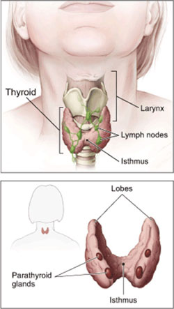 A drawing showing the different parts surrounding the thyroid.