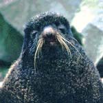 Northern fur seal bull