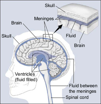 This picture shows the brain and nearby structures.