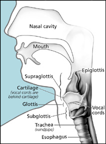 Illustration shows the main parts
of the larynx (supraglottis, glottis,
subglottis, Adam's apple) and trachea.