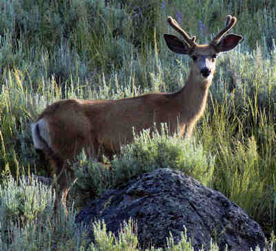 Deer - Photo Taken by Tom Graham