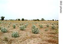 Senegal crops