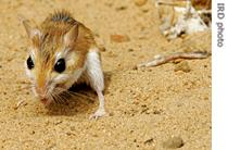 Gerbil-like rodents ravage crops