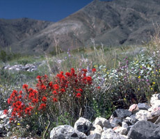 (photo) Landscape of flowers and vegetation. (Midwest Archeological Center)