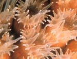 Most corals are made up of hundreds to hundreds of thousands of individual coral polyps like this one.