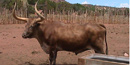 Longhorn steer at Pipe Spring National Monument