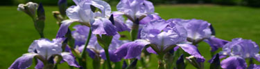 Iris flowers in the garden