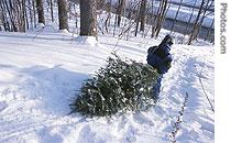 A boy drags a newly cut pine tree down a snowy New England hillside