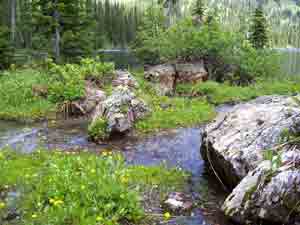 Picture of a cold water stream in Montana