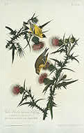 image of Yellow Bird or American Goldfinch