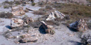 One of the largest deposits of petrified wood in the United Sttes is found in the park.