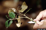 Picture of an oak twig affected by sudden oak death.