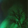 Bright Green Aurora with Tree