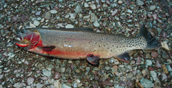 Westslope Cutthroat Trout