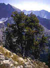 healthy whitebark pine