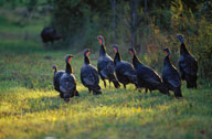 Photograph:  flock of turkeys.