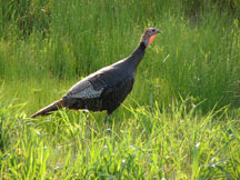 Photograph:  Wild Turkey - hen