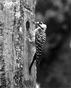 Photograph: Redcockaded woodpecker on tree. Ouachita National Forest.