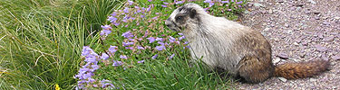 Hoary marmot