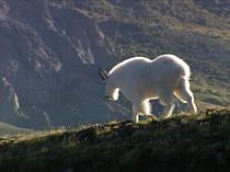 Photograph: Mountain goat walking ridge.