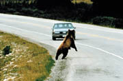 Photograph:  Bear walking out onto hwy in way of car.  Photographer is Chuck Bartelbaugh.