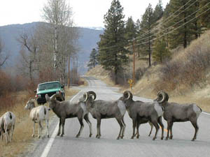 Photograph: Bighorn sheep on Bitterroot National Forest line up in crossing a road.