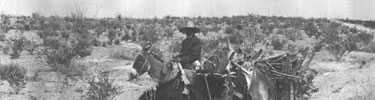 Collecting wood was one economic activity for Mexicans along the border in the early 20th century