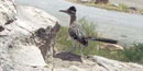 Roadrunner on the rocks