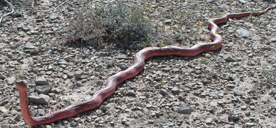 Western coachwhip on the Old Ore Road