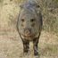 Javelina