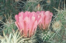 Pitaya cactus