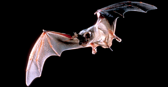 Mexican free-tailed bat in flight